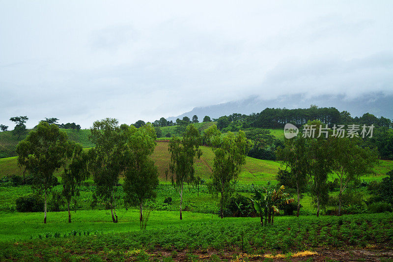 在Khao Yai的绿色植物的早晨捕获